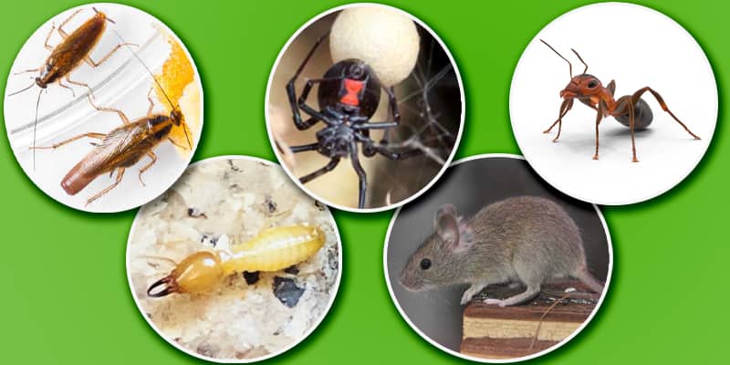 5 Winter Pests to Know About in Phoenix Chandler az
