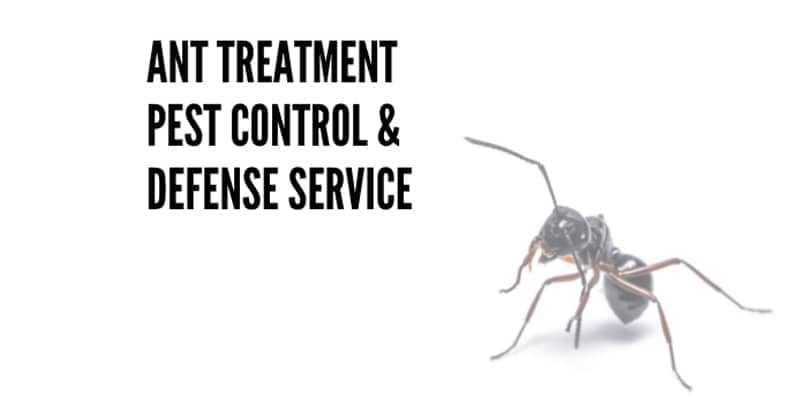 ant problems Treatment Chandler az