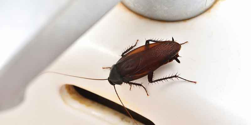 Fact vs. Fiction: Home Remedies for Roaches Chandler az