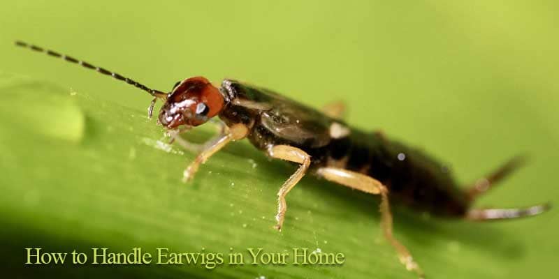 How to Handle Earwigs in Your Home  Chandler az
