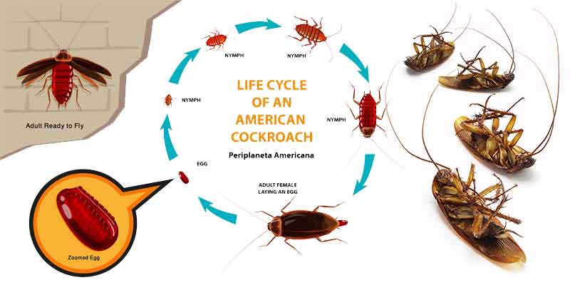 The Lifecycle of a Cockroach Chandler az