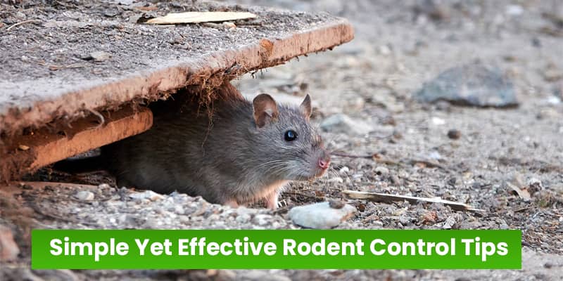 Simple Yet Effective Rodent Control Tips in Phoenix, AZ