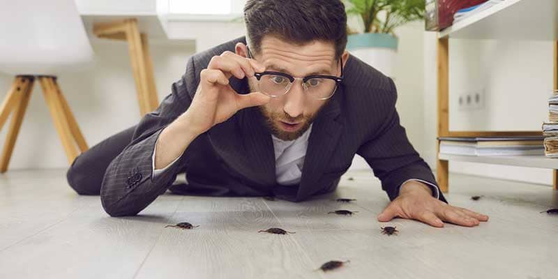 Why Do Commercial Buildings Need Pest Control? Chandler az