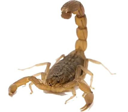 pest and scorpion control Gilbert-AZ