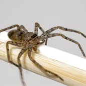 spider-control-gilbert-arizona