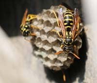 wasp bee exterminator-chandler-arizona