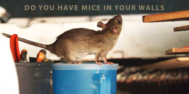 Do You Have Mice In Your Walls Chandler Az 