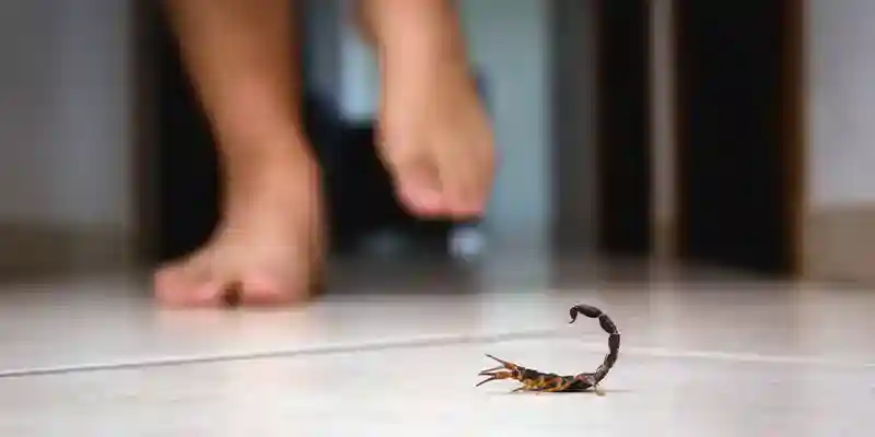 How to Keep Scorpions Away From Your Chandler Home