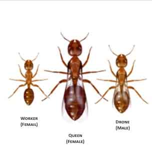 winged queen ant stings