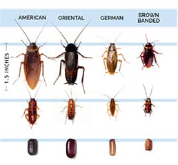big flying cockroaches