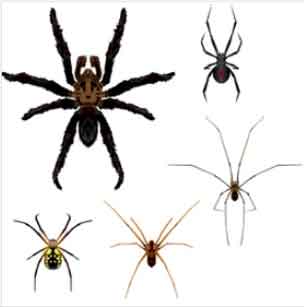 poisonous spiders chart